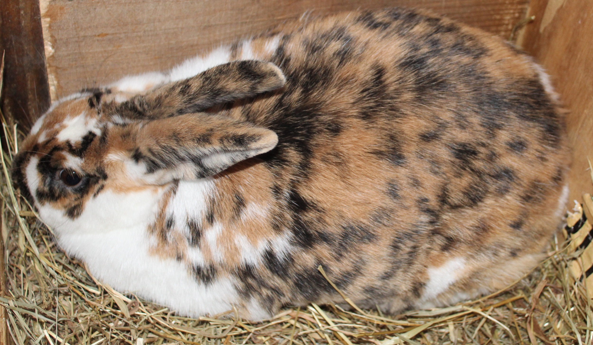 Unique Rabbit Hybrids Hybrid Spot | East TN, USA | B C Rabbit Warrens