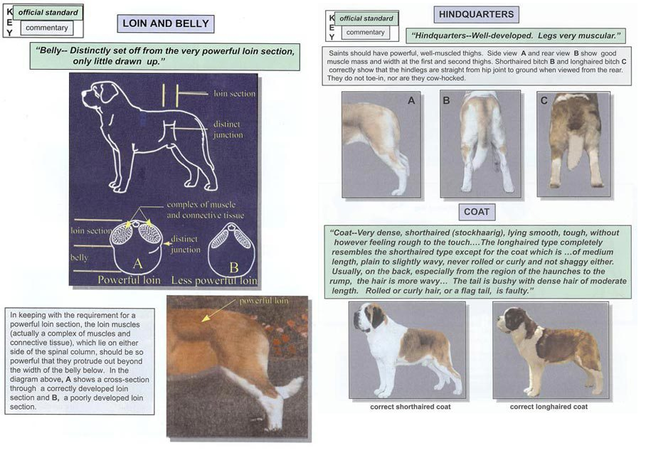 AKC St Bernard Breed Standard Pg. 15