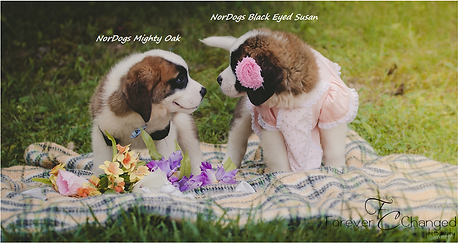 2017 Amadeus & Wendy Puppies