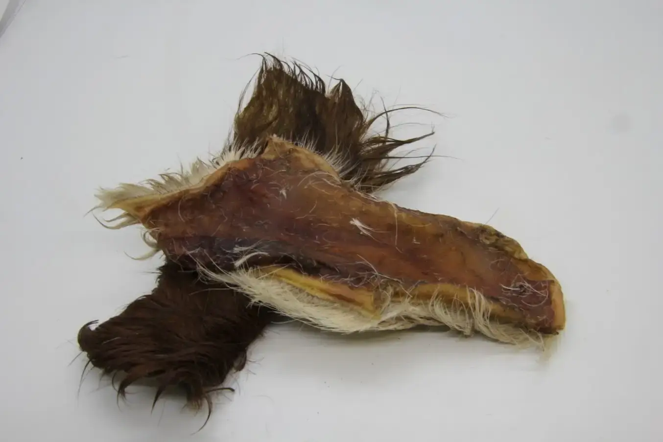 Lamelle peau tête bœuf avec poils 