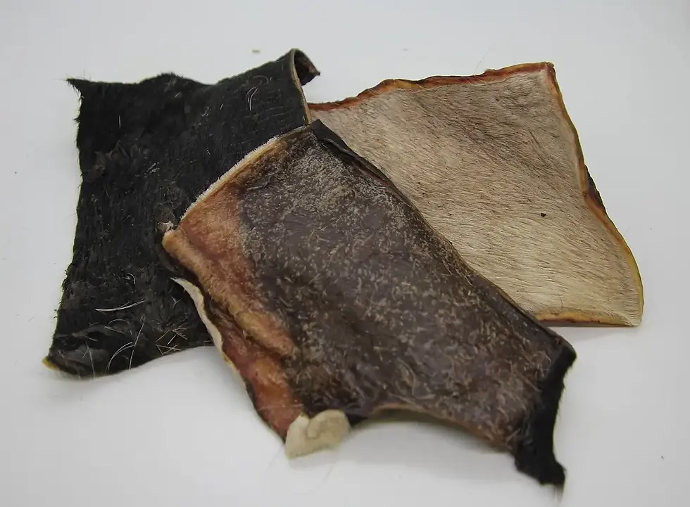 Plaque peau tête bœuf avec poils 