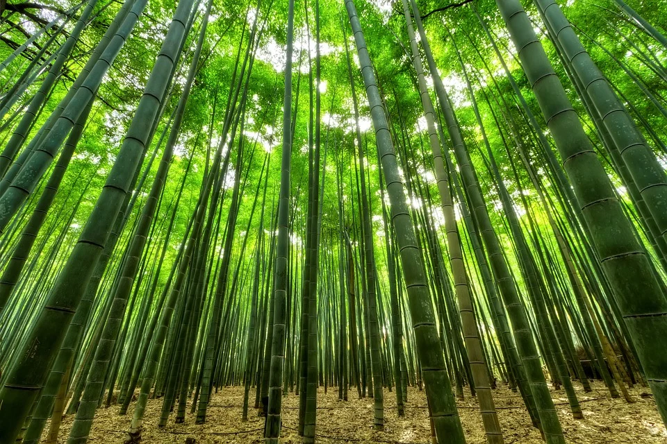 Wixの画像9.webp