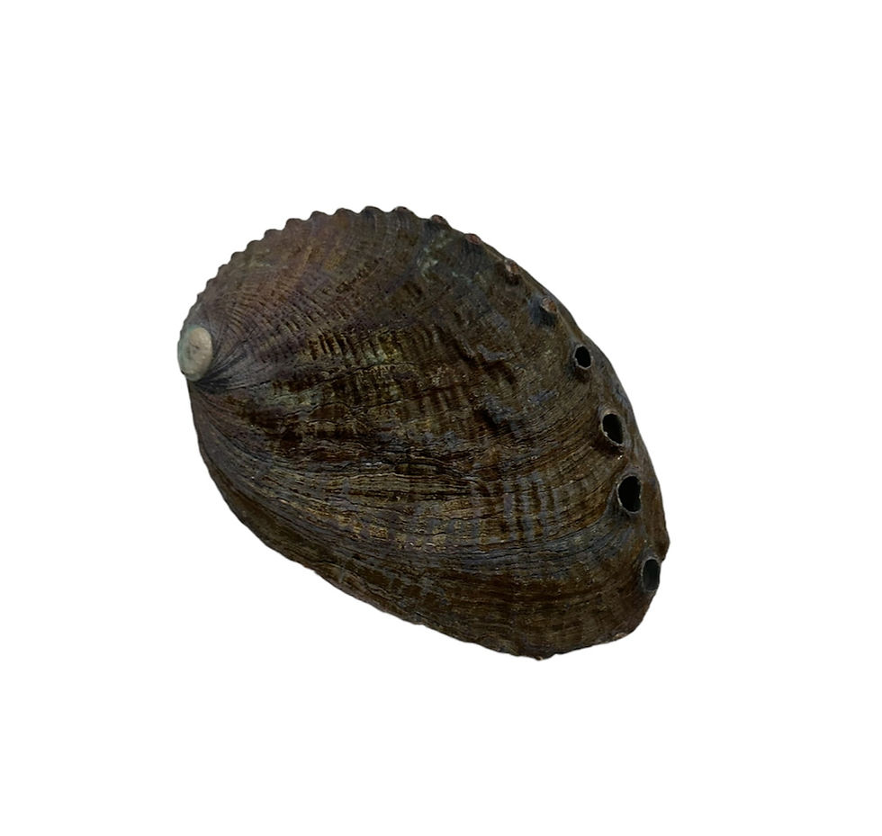 Thumbnail: Small Abalone Shell