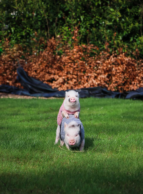 piggies batch 2-18.jpg