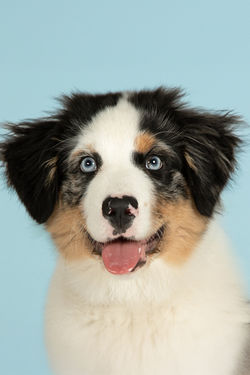 Hunde Casting 2025