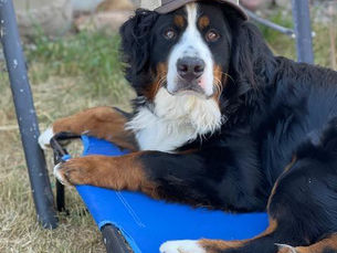 Great Dog looking for a great home!