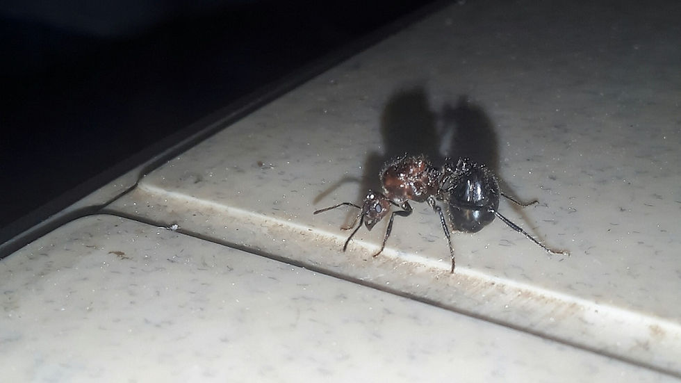 Thumbnail: Myrmicaria brunnea, the brown droptail ant