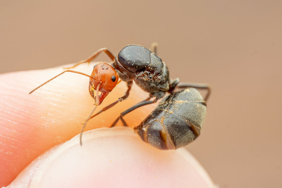 Thumbnail: Myrmecocystus placodops