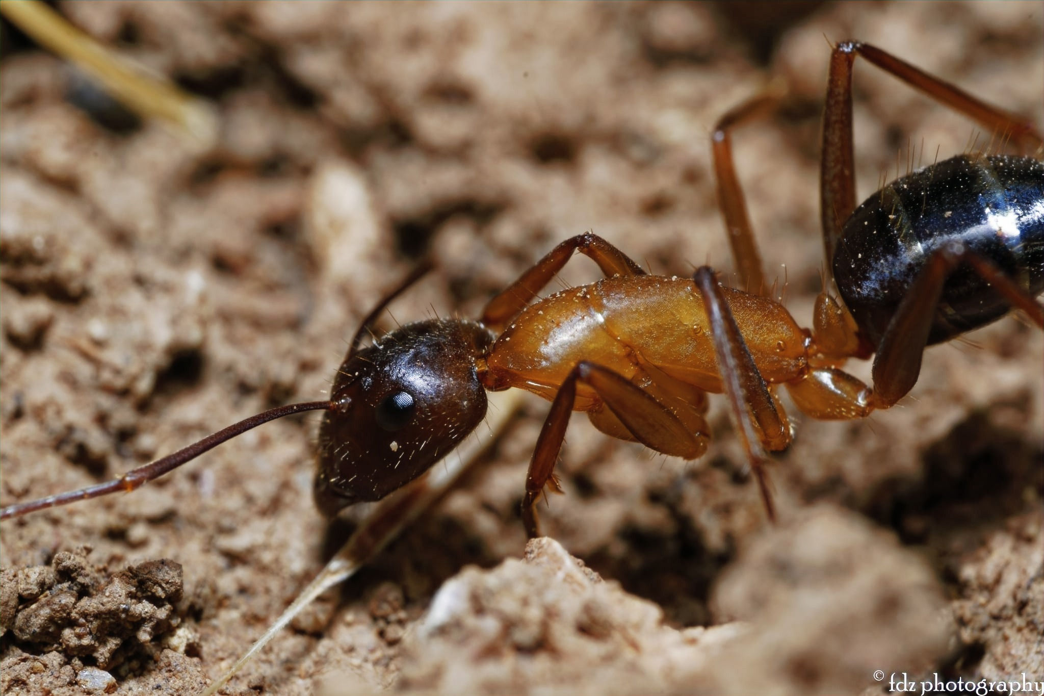 Camponotus pilicornis
