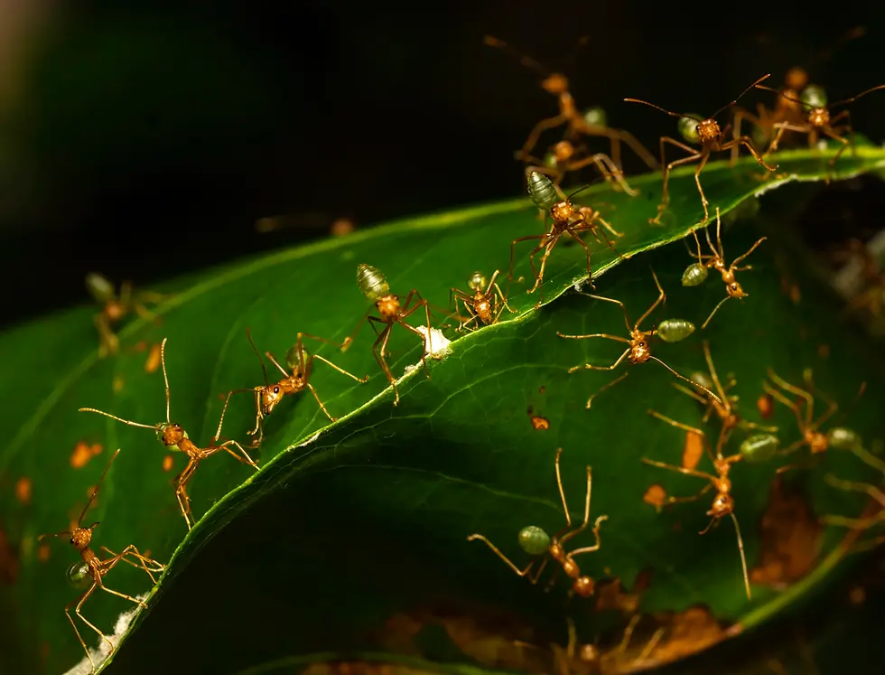 Thumbnail: Oecophylla smaragdina (Australia)