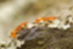 Temnothorax crassispinus