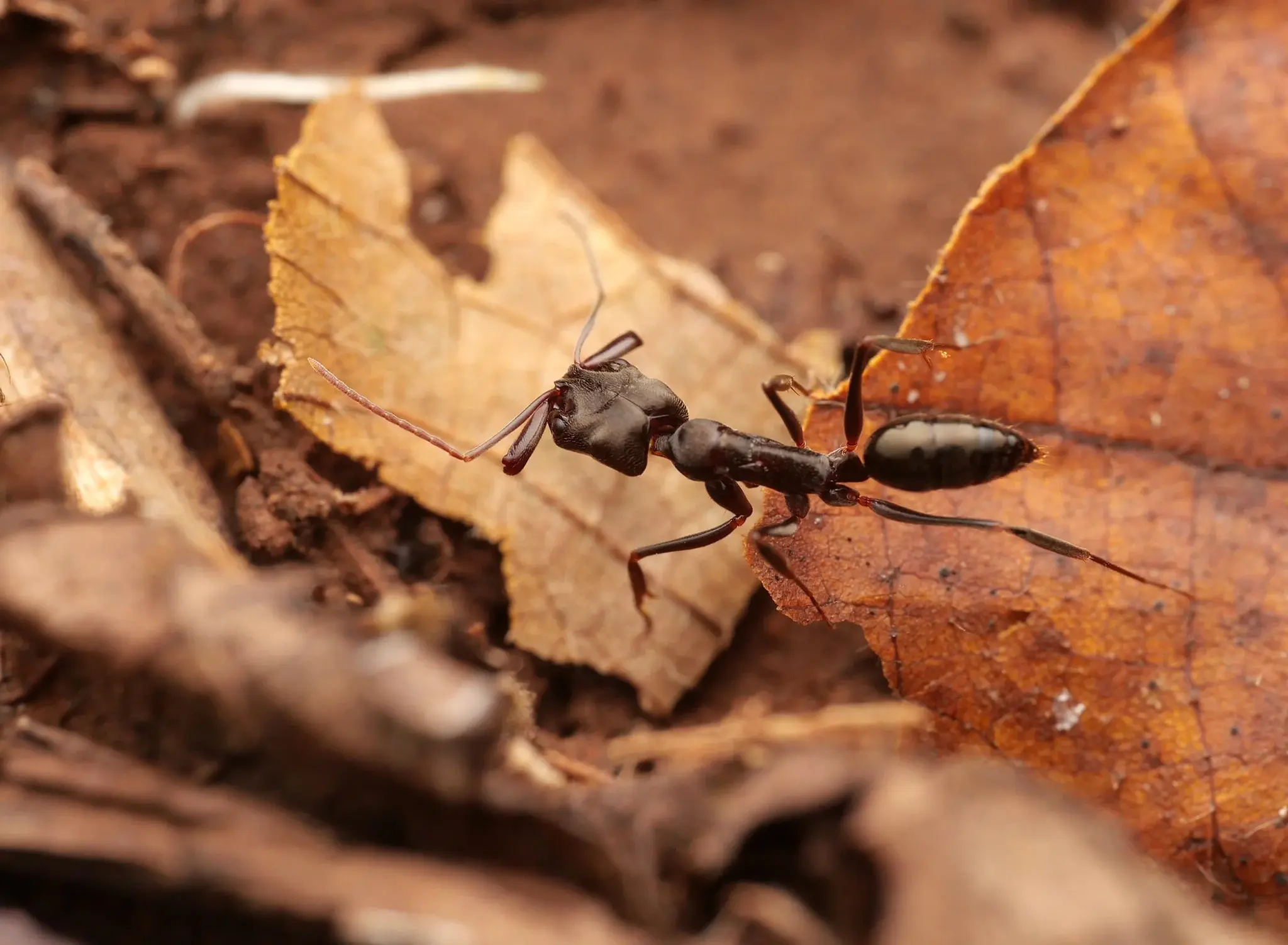 Odontomachus simillimus