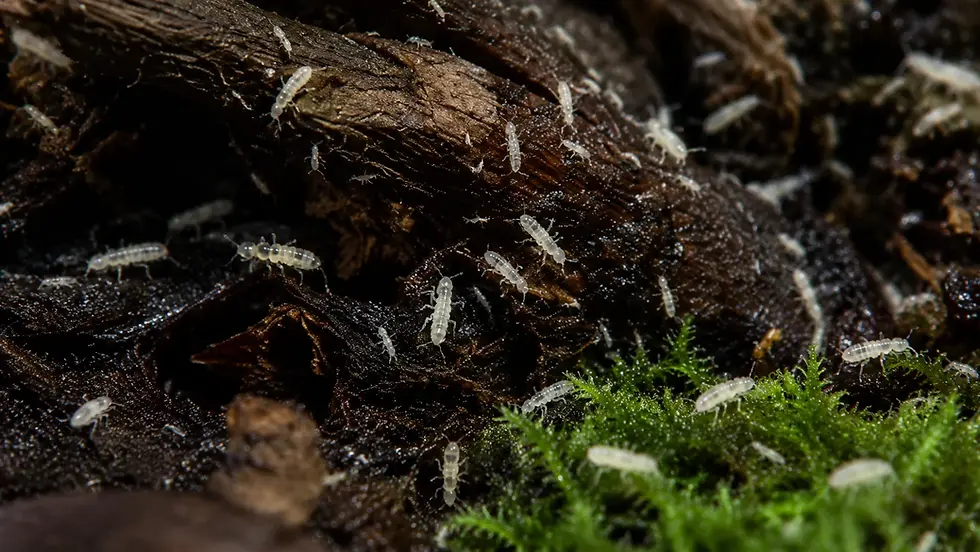 Springtails in Your Ant Terrarium: What They Do and Why You Need Them