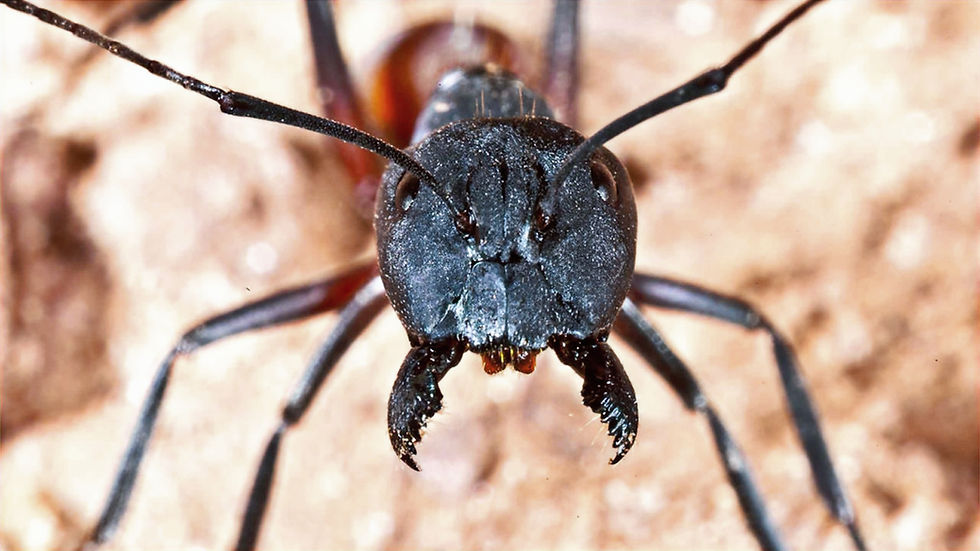 Thumbnail: Camponotus cruentatus