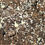 Thumbnail: Springtails