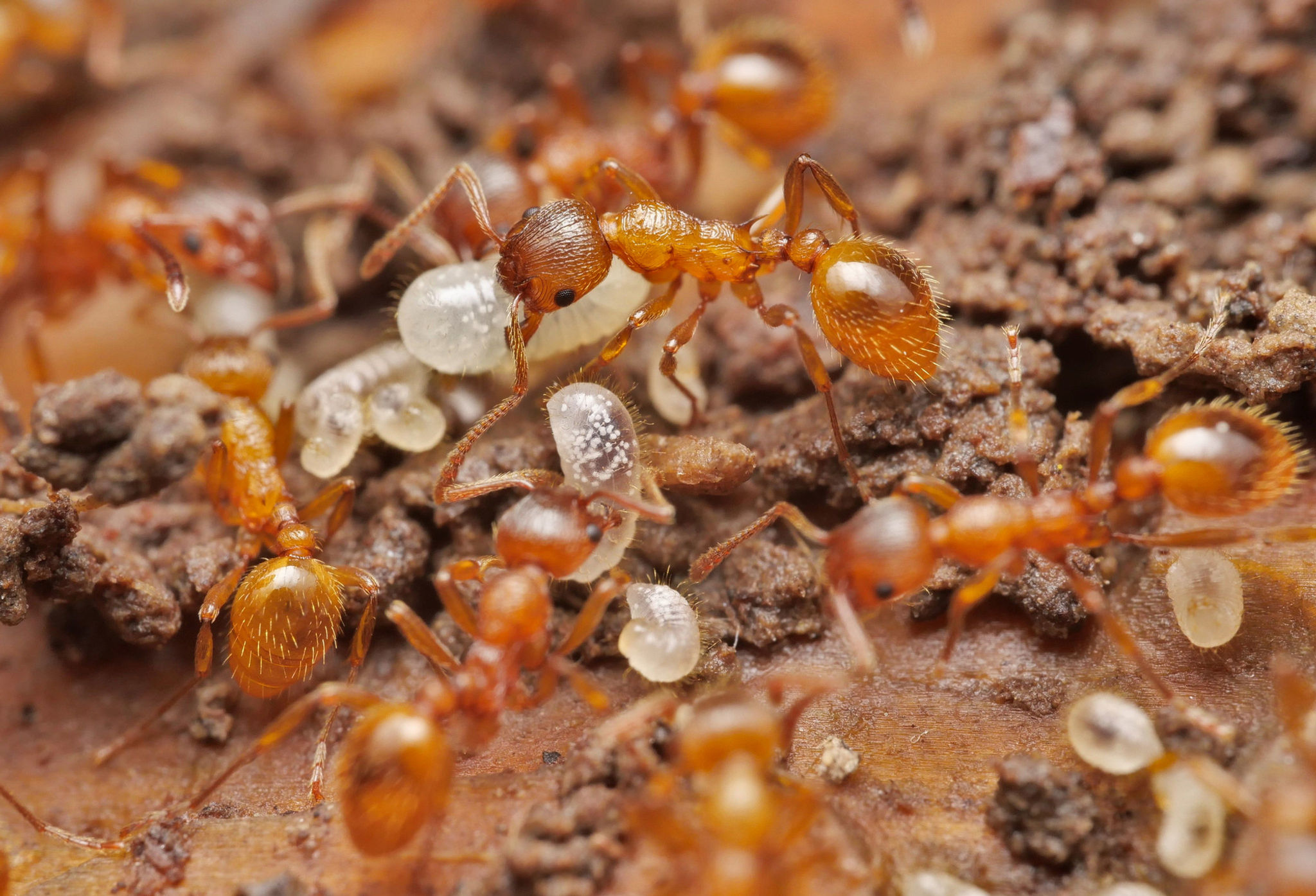 Myrmica rubra workers caring for eggs and larvae inside the colony