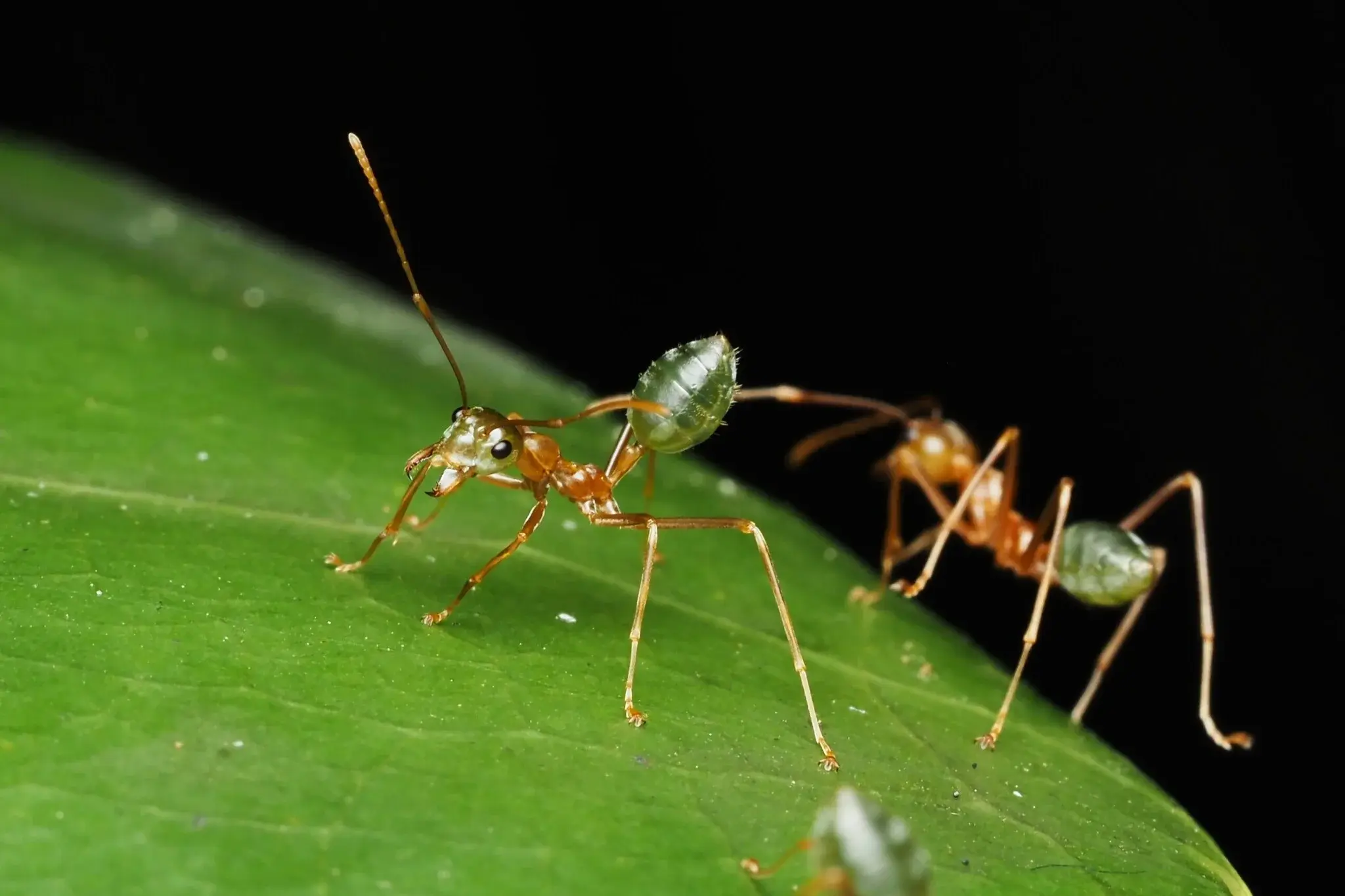 Oecophylla smaragdina (Australia)