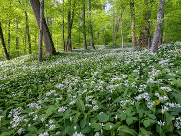 Fotoworkshop: Bärlauchblüte im Hegau – 05.05.2026
