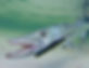 florida-keys-marathon-fishing-charter-gu