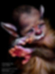 Lycan cub doris moyers-hornbogen