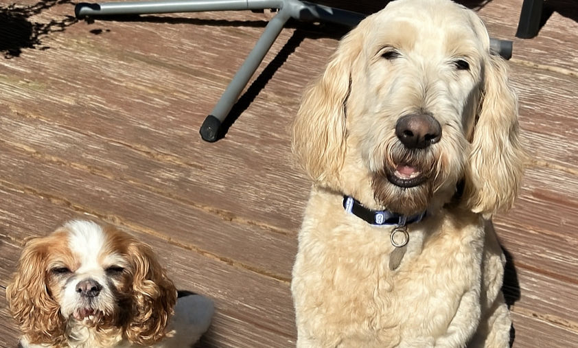 2025 sandy and murphy _edited.jpg