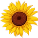 bright yellow sunflower drawing yellow with brown inside