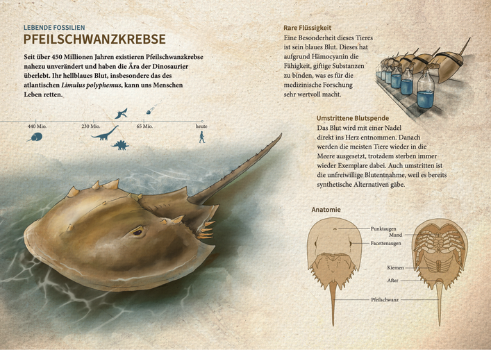 Manuel Ruoss wissenschaftliche medizinische scientific medical Illustration Anatomie Chirurgie Tierwelt Biologie Zoologie word of the month visual design Pfeilschwanzkrebse