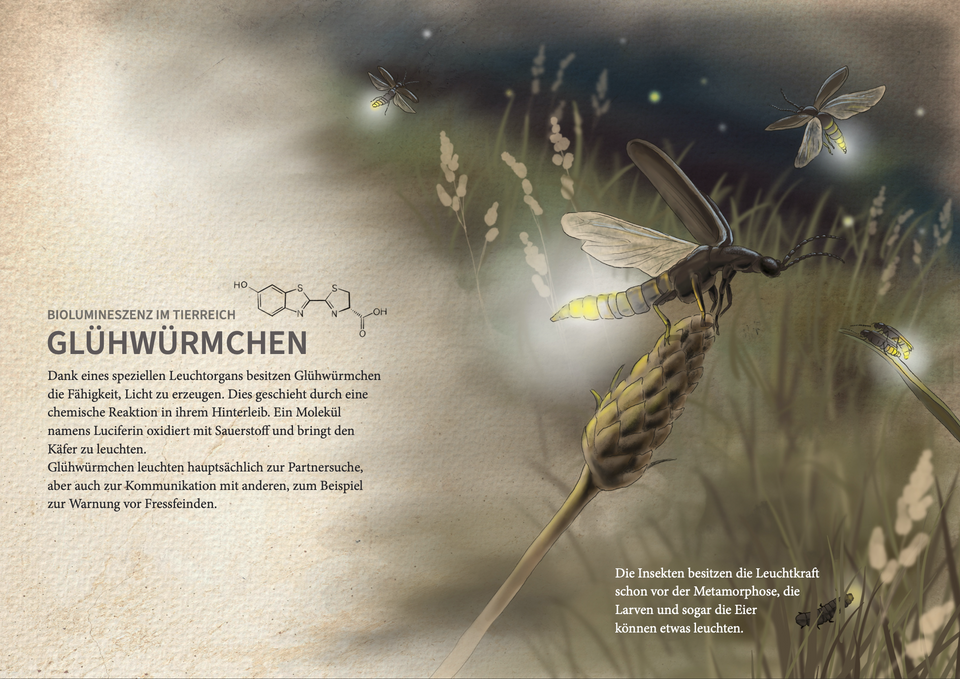 Manuel Ruoss wissenschaftliche und medizinische Illustration Tierwelt Biologie Zoologie Glühwürmchen Firelfly