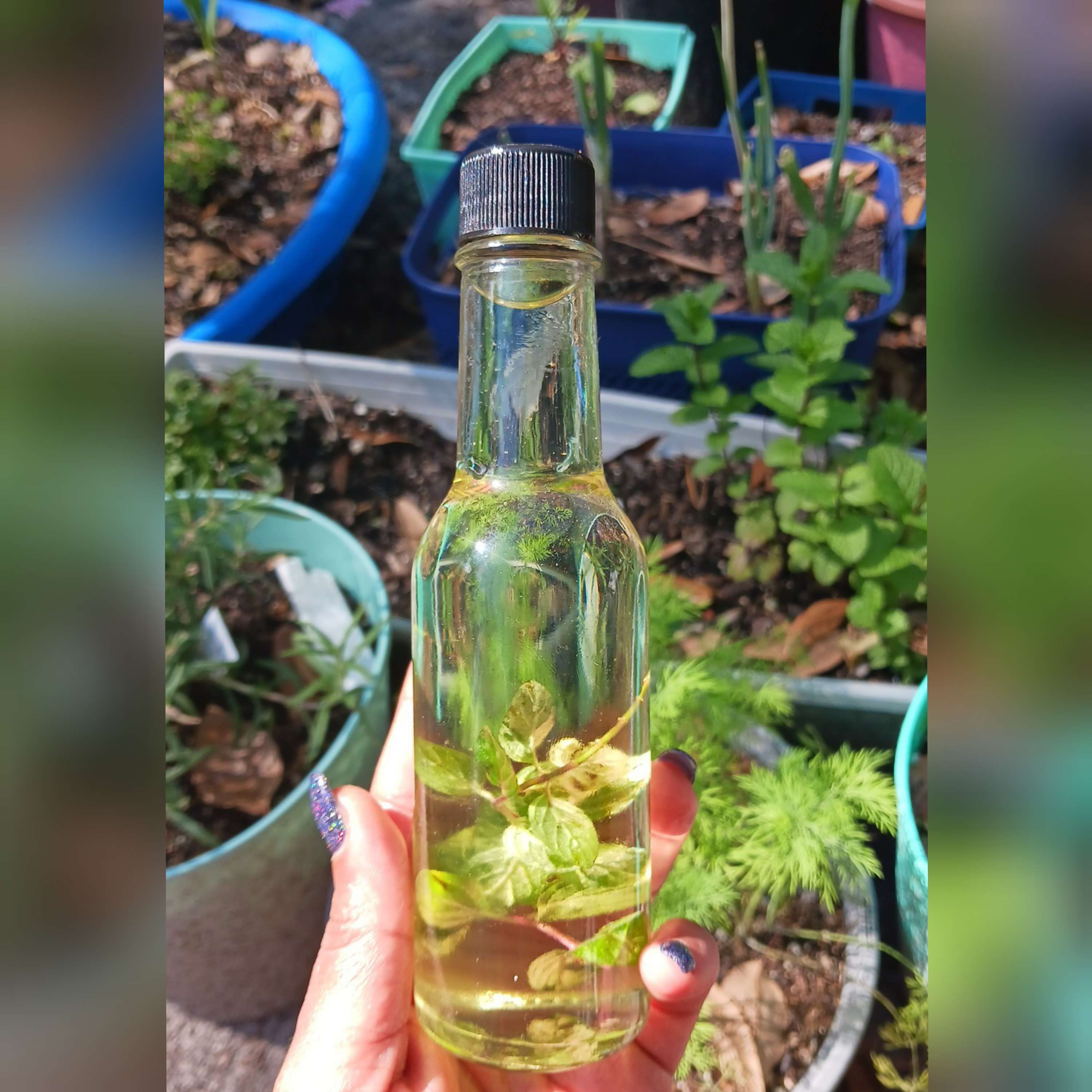 Peppermint essential oil 