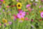 15_Blumenwiese.jpg