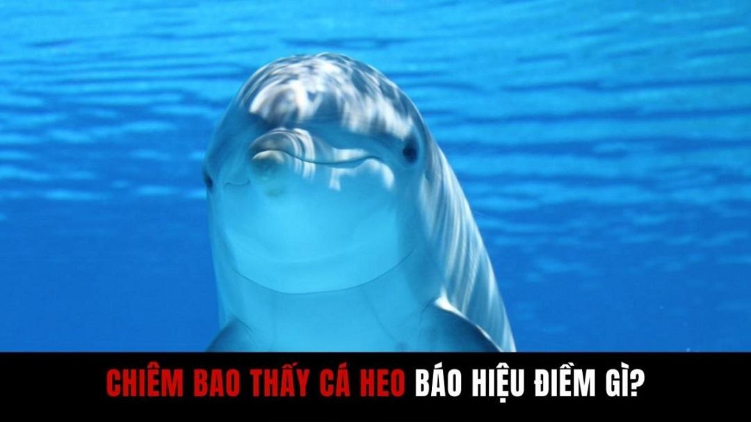Mơ thấy cá heo đánh con gì? Giải mã giấc mơ thấy cá heo trong lô đề content media