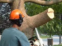 Tree Services
