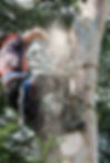 Tree Services