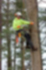 Tree Services