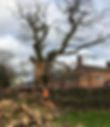 Tree Services