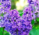 Flor SABIDURIA ABUELA_edited.jpg