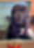 Snitch.png