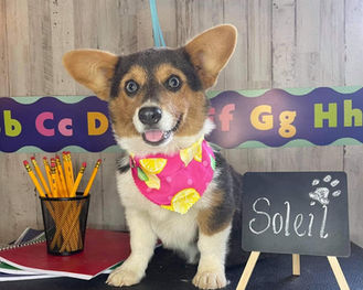 Happy Corgi in Bandana