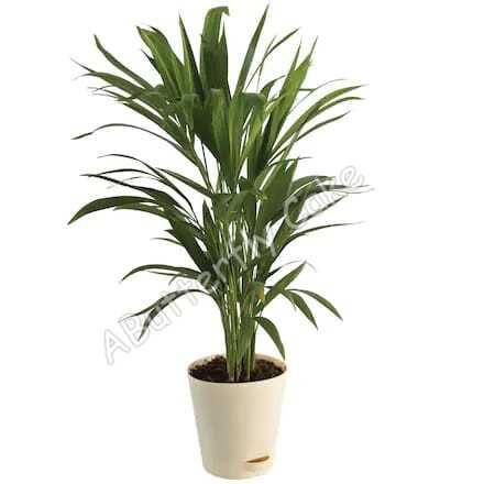 Plant 31