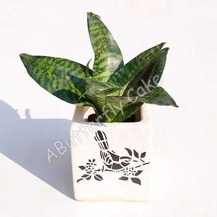 Plant 36