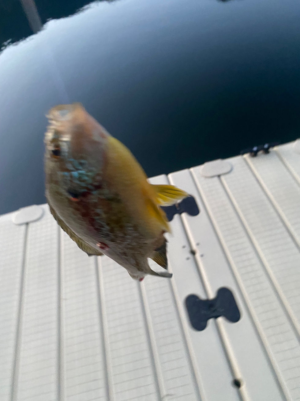 Instead I had to settle for a small Blue Gill from the dock. Oh well. Still counts as a catch!