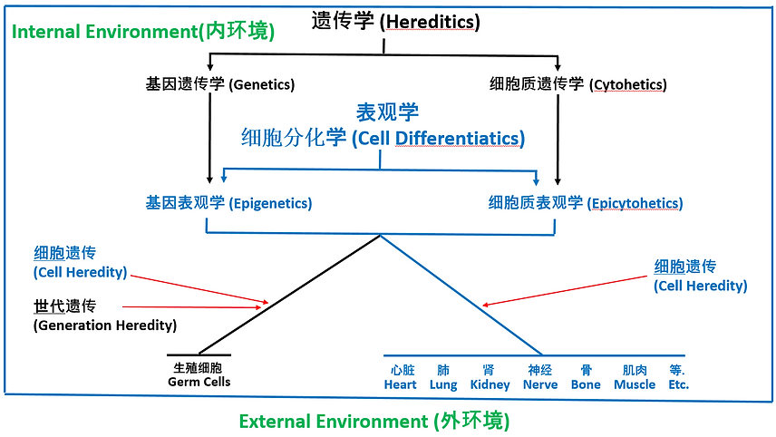 视频： 完整的遗传学的概念，基因和细胞质的遗传和方式 - 约1 小时20分钟.