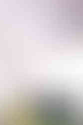 桜が咲く春の菅原神社で残す、七五三詣りのきょうだい写真