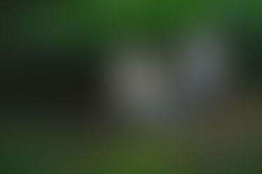 林試の森公園でマタニティフォトも兼ねた家族写真撮影