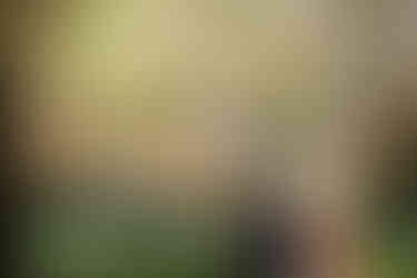 桜咲く庭園で手を取り合う和装の新郎新婦。地毛結い日本髪と色打掛、黒紋付き袴が映えるロケーション前撮り。