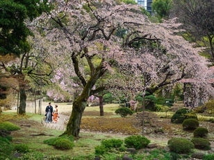 Beautiful sakura(cherry blossom) season is about to come