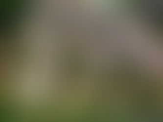 Beautiful sakura(cherry blossom) season is about to come