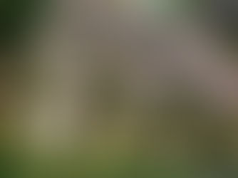 Beautiful sakura(cherry blossom) season is about to come