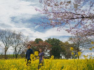 Collaboration with pink in the sky and yellow on the field - a sakura photo session
