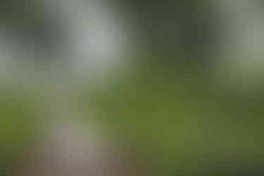 Wedding photography at a Japanese garden in Tokyo